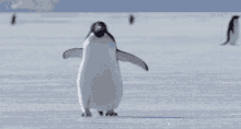 tenor (2).gif